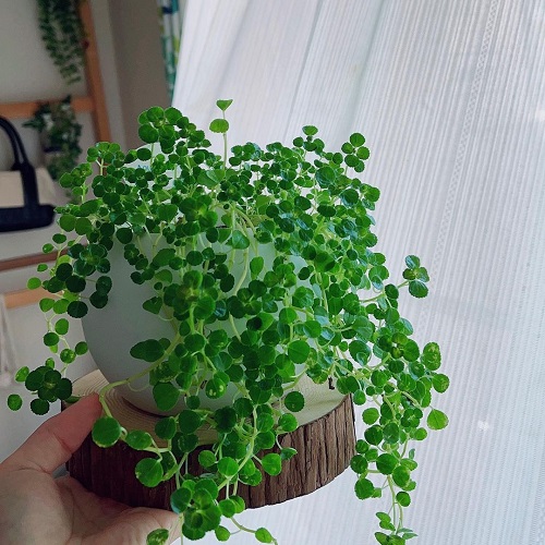 Pilea Depressa 3