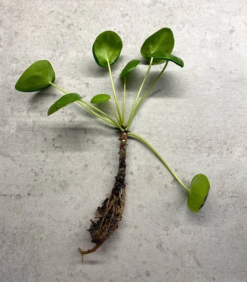 Pilea Depressa 2