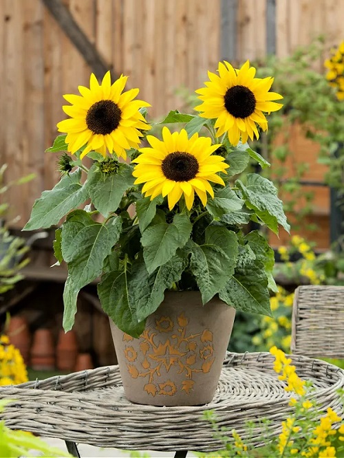 Sunflower Best Yellow Flowers in India