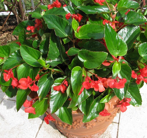 Begonia coccinea 2