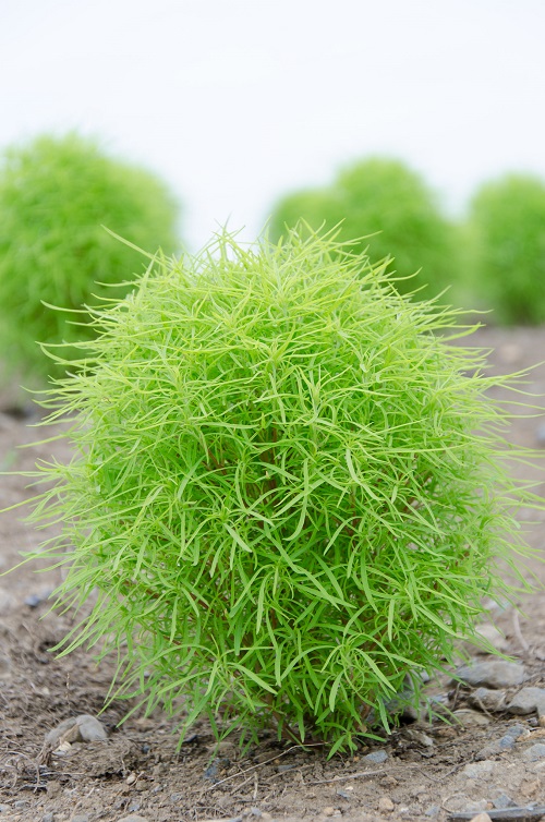 Kochia Plant