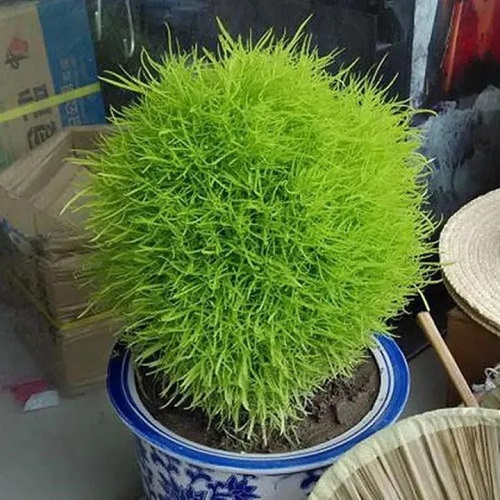 Kochia Plant 2