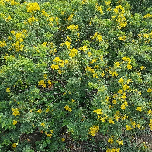 How to Grow Avarampoo Plant 1