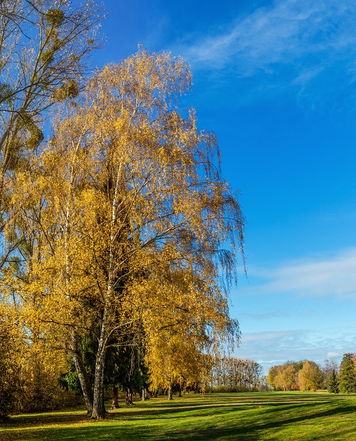 20 Decoration Tree for Garden 11