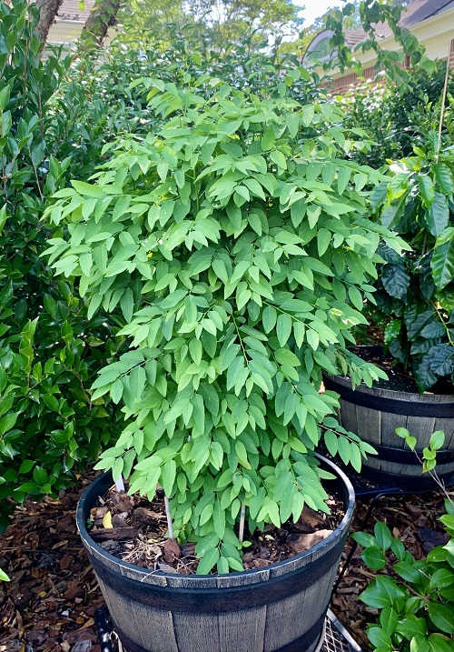 Chakramuni Plant Benefits 1