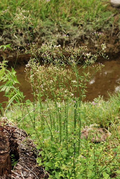 Sahadevi Plant Benefits 11