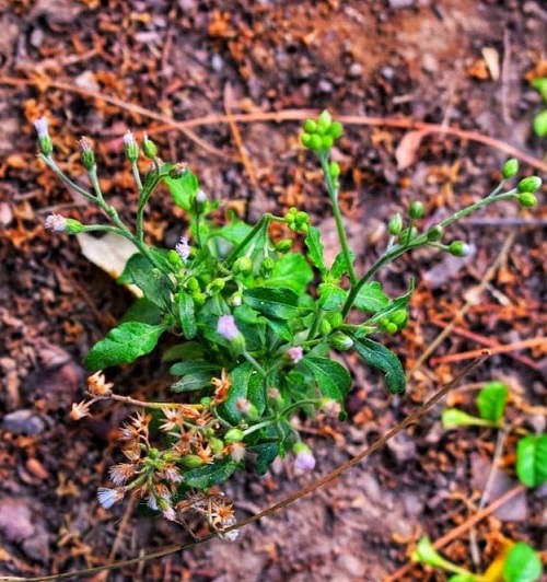 Sahadevi Plant Benefits 7