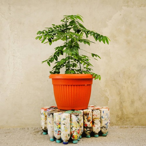 Chakramuni Plant Benefits 7