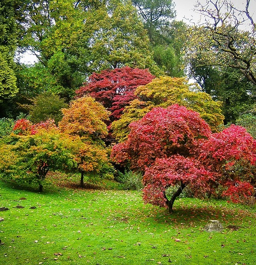 20 Decoration Tree for Garden 1