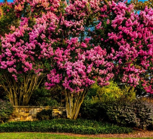 20 Decoration Tree for Garden 5