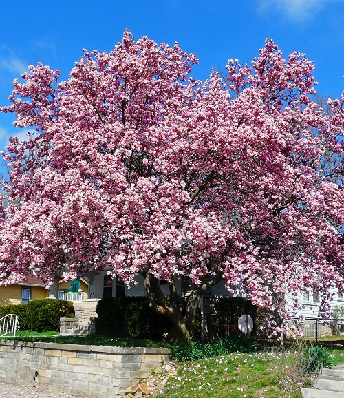 20 Decoration Tree for Garden 3