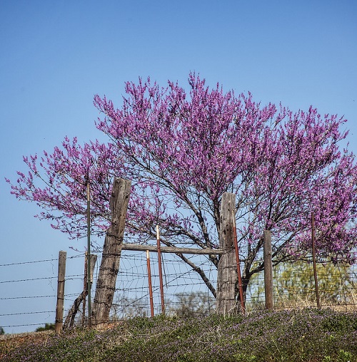 20 Decoration Tree for Garden 7
