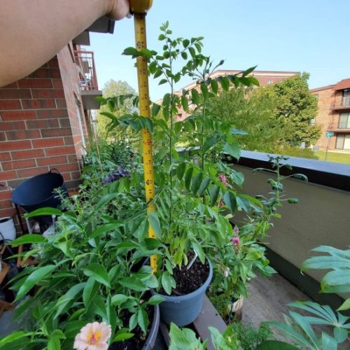 Chakramuni Plant Benefits 7