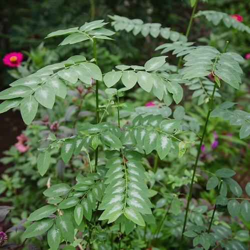 Chakramuni Plant Benefits 10