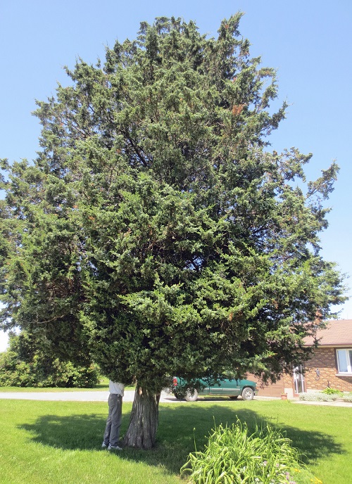 20 Decoration Tree for Garden 13