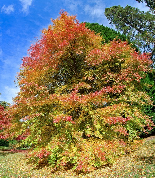 20 Decoration Tree for Garden 19