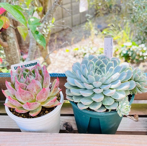 Succulent Plants Online 9