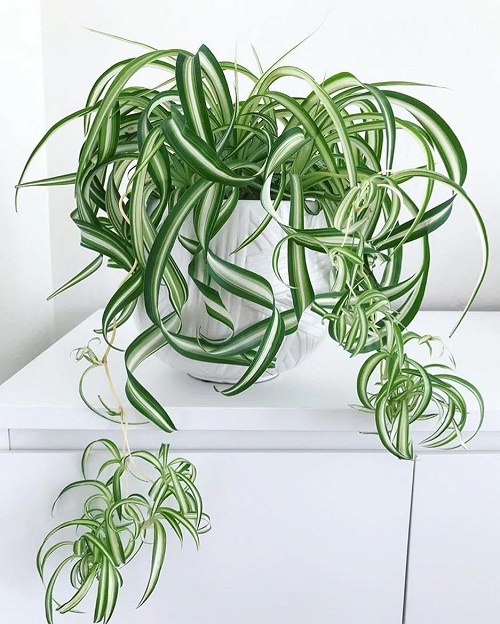 Beautiful Spider Plant Varieties