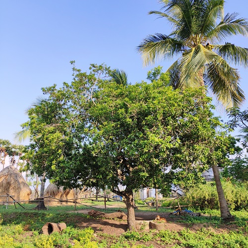 How to Grow Chiku from Seed 1