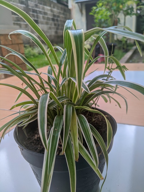 Varieties of Spider Plants 