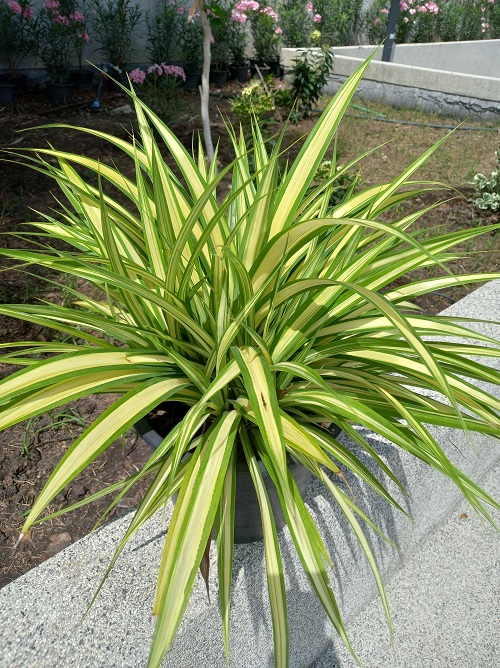 Different Types of Spider Plants in Garden