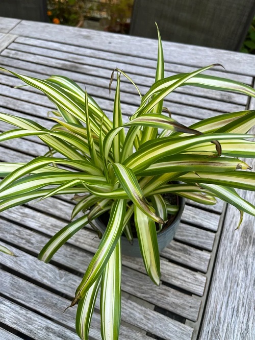 Spider Plant Varieties