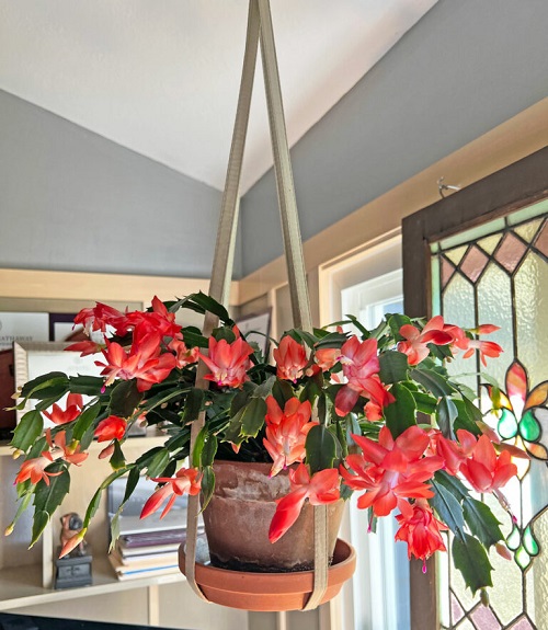 Succulent Plants online 7