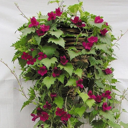 Creeping Gloxinias in a Hanging Basket