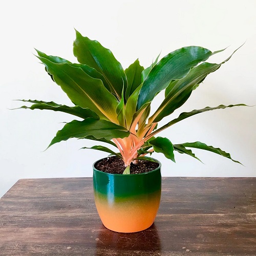 Spider Plant Varieties 2