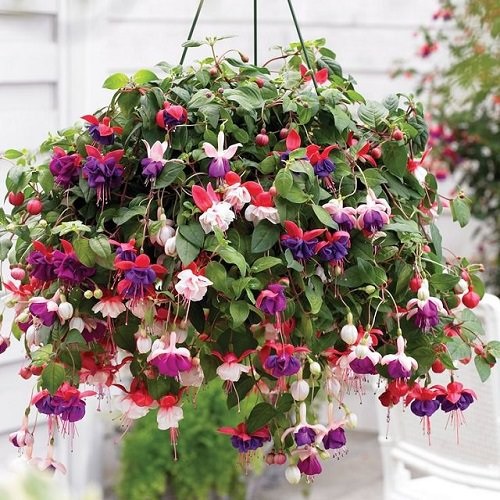 Trailing Fuchsia Basket Idea