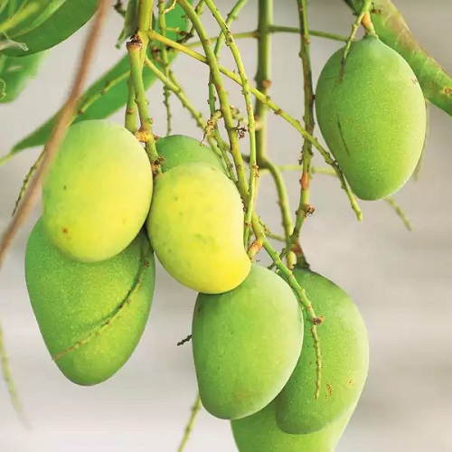 Types of Mangoes in India 7