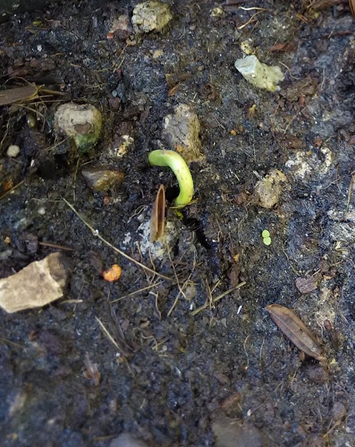 How to Grow Chiku from Seed 2