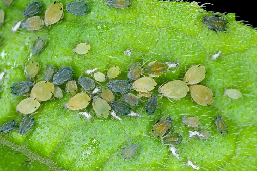Cotton Aphid