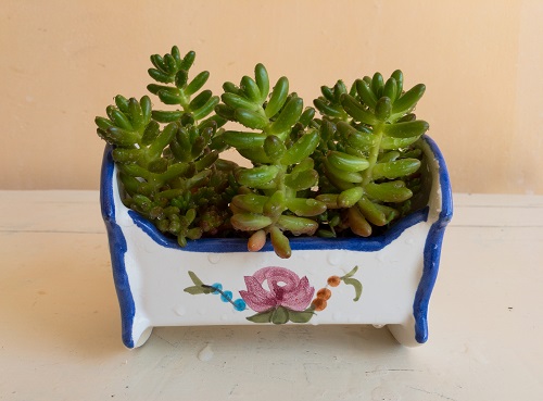 Succulent Plants Online 11
