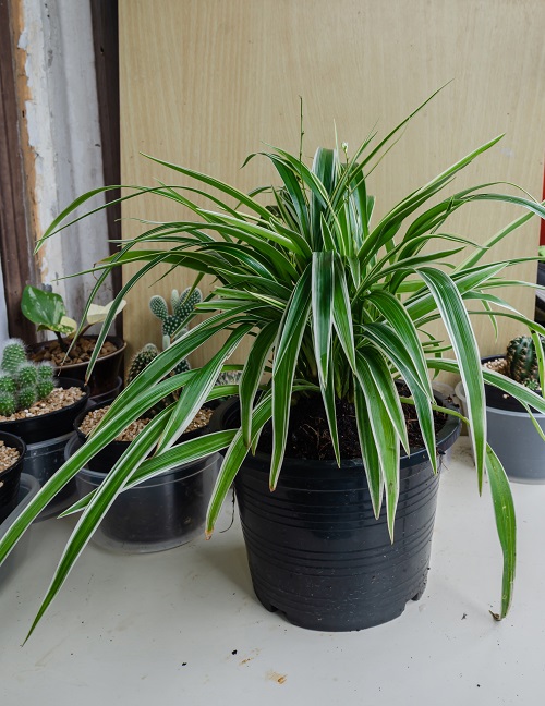 Beautiful Varieties of Spider Plants