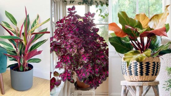 colourful houseplants