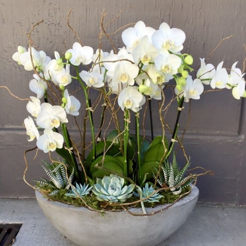 Popular Christmas Flowers 11