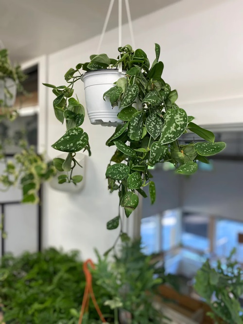low-light indoor hanging plants 7