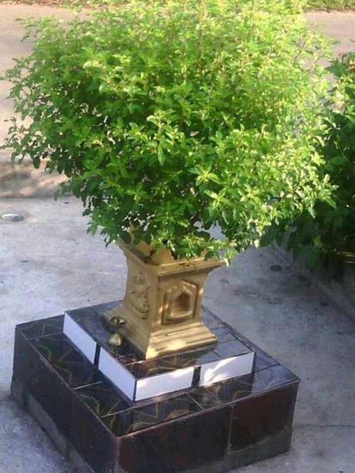 Tulsi plant in front yard