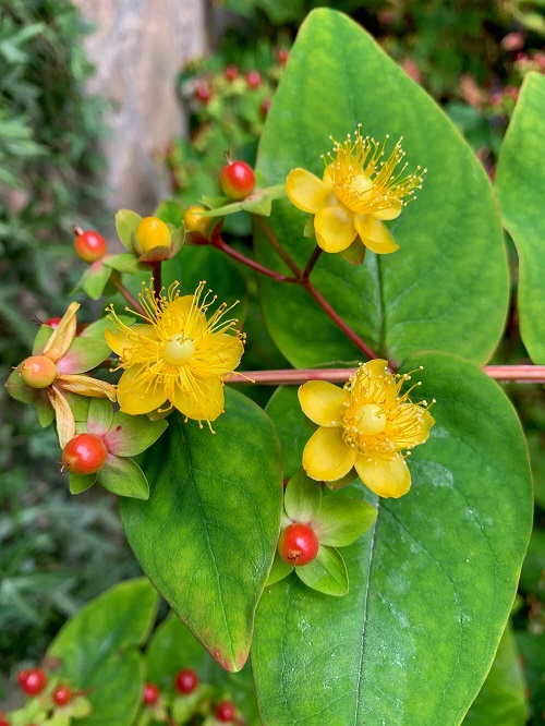 Popular Christmas Flowers 15