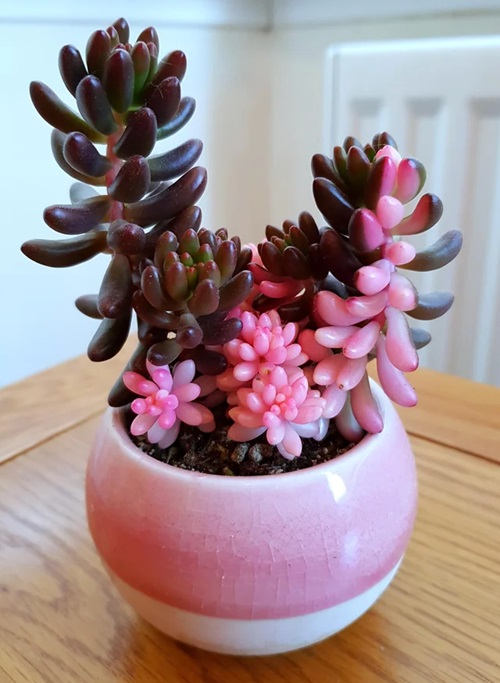 Jelly-Bean-Plant in a pink pot sitting on a table 4