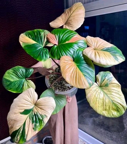 colorful houseplants