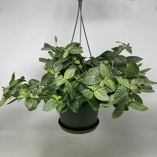 low-light indoor hanging plants 12
