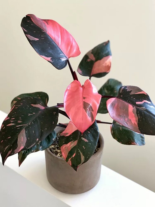 colorful houseplants 5
