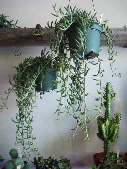 low-light indoor hanging plants 11