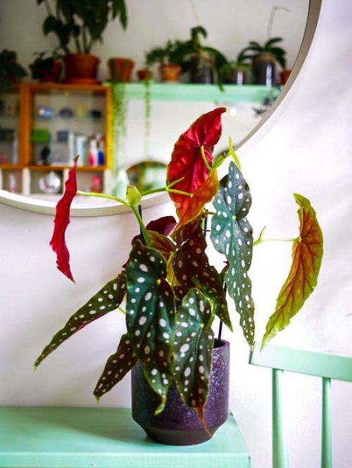 Begonia maculata on light green table 17