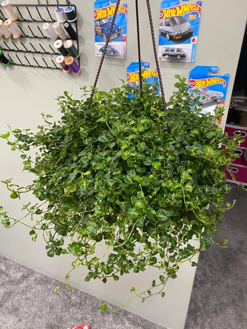 low-light indoor hanging plants 4