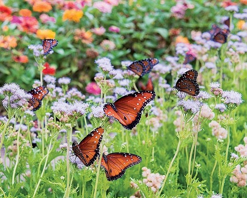 Bees and Butterflies in Your Garden 