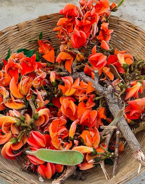 Palesh Pooja Flowers for Ram Bhagwan