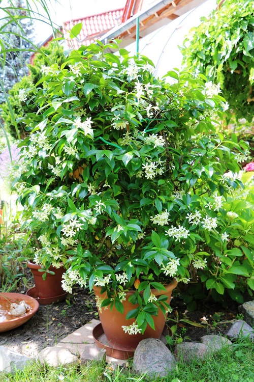 Night flowering Jasmine in garden
